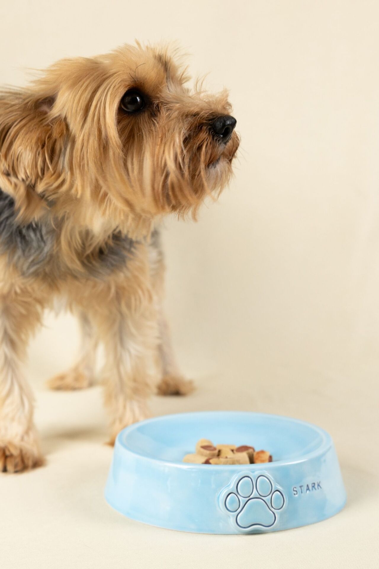 Kişiselleştirilebilir Seramik Mama Kabı